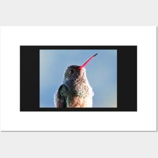 Gorgeous Green and Pink Hummingbird Photography Posters and Art